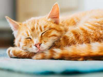 to treat a cat with a cold